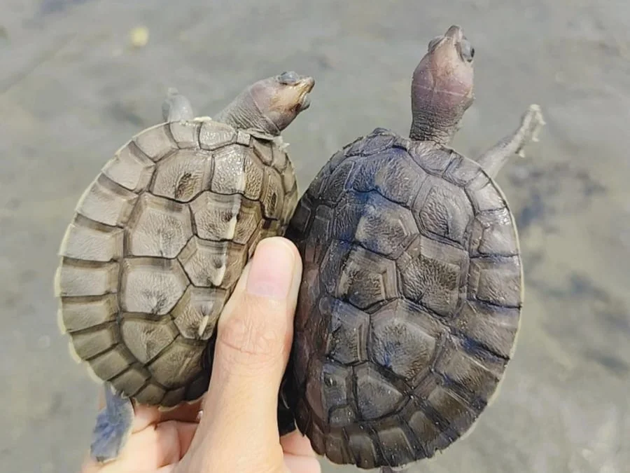 Rayakan Kemerdekaan, 640 Tukik Tuntong Laut Dilepasliarkan di Aceh Tamiang