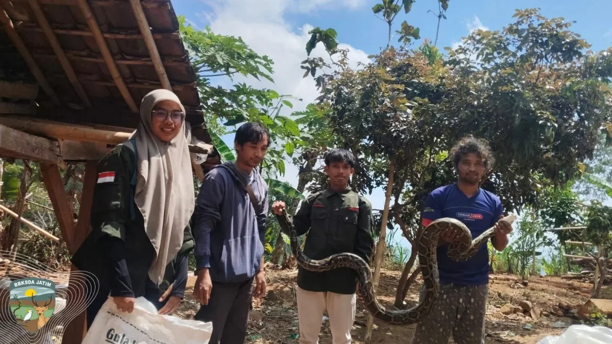 Rentetan Peristiwa Ular Sanca Masuk Permukiman, BKSDA: Musim Bertelur