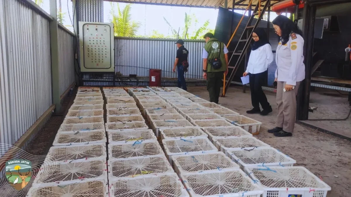 Ribuan Burung Dikirim dari Lombok menuju Jatim, 498 Ekor dalam Keadaan Mati