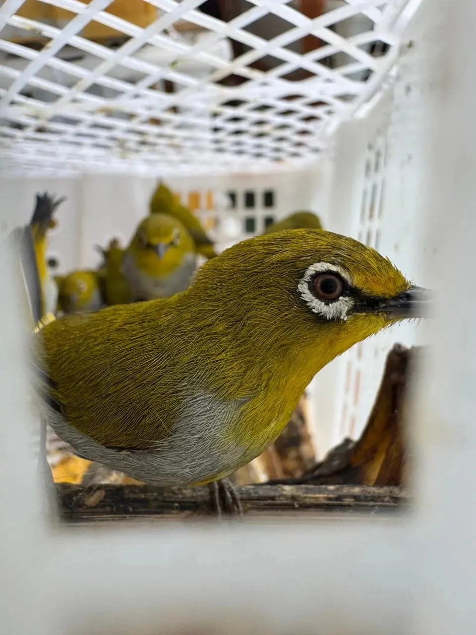 Hendak diselundupkan burung kacamata dalam keranjang buah Foto Badan Karantina Indonesia - Ribuan Burung Hendak Diselundu...
