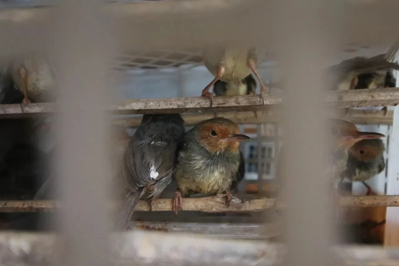Potret berbagai jenis burung yang hendak diselundupkan ke Bali Foto Miftahuddin M HalimRadar Bali - Ribuan Burung Tanpa D...