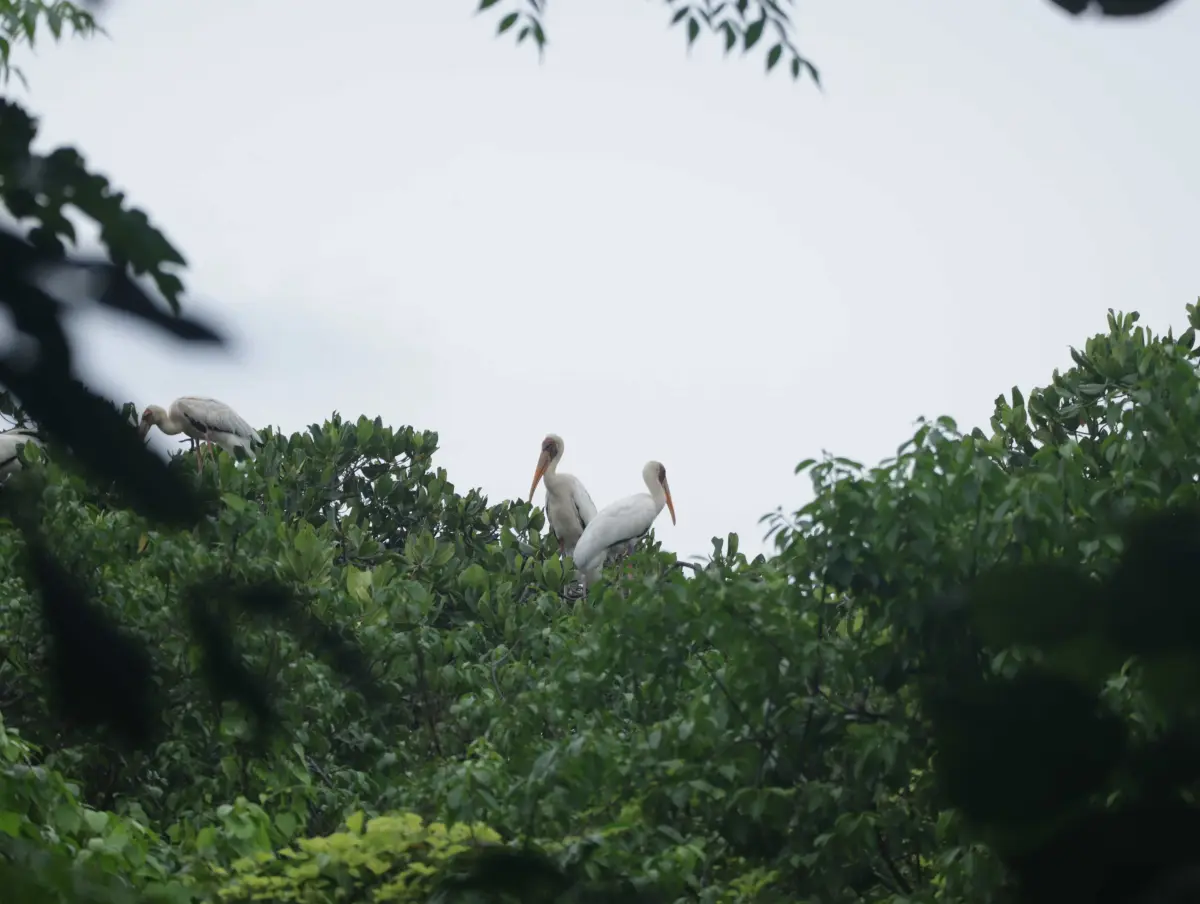 Rimba Tersisa di Jakarta, Pulau Rambut bersama Burung-Burung yang Singgah