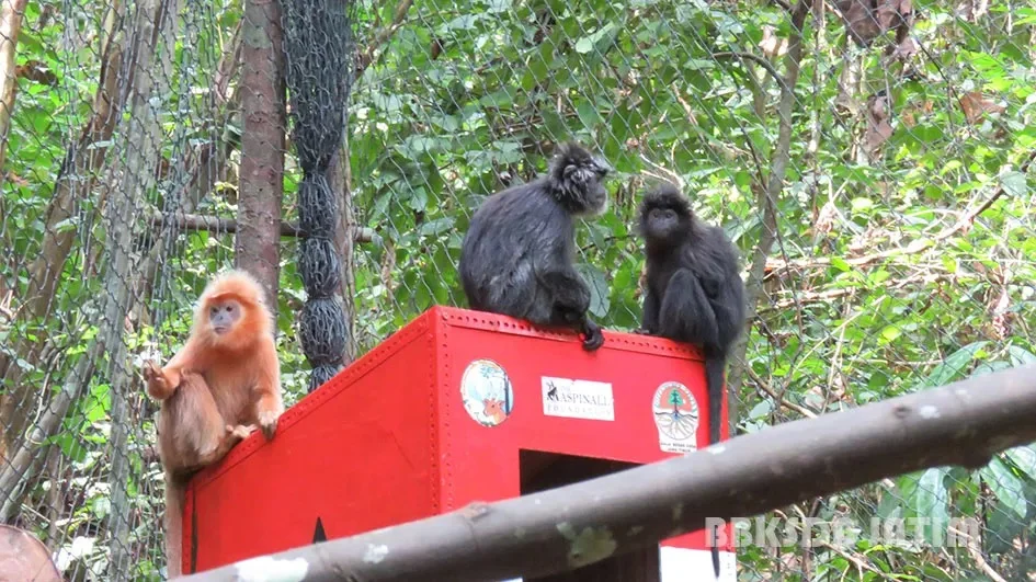 Lutung jawa berbulu hitam dan berbulu oranye saat hendak dilepasliarkan di Cagar Alam Pulau Sempu Foto KSDAE Kehutanan -...