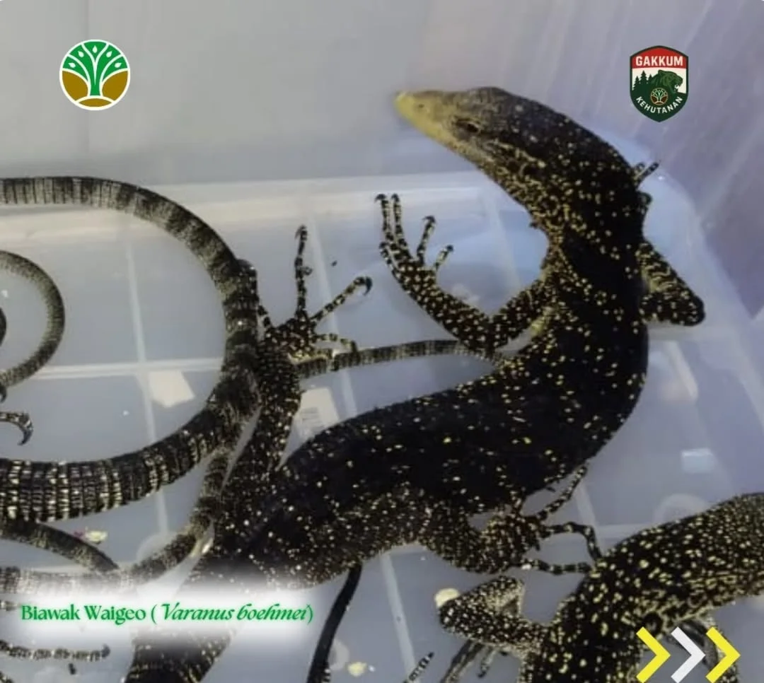 Rumah Pria di Sorong Digerebek karena Simpan 169 Reptil Dilindungi