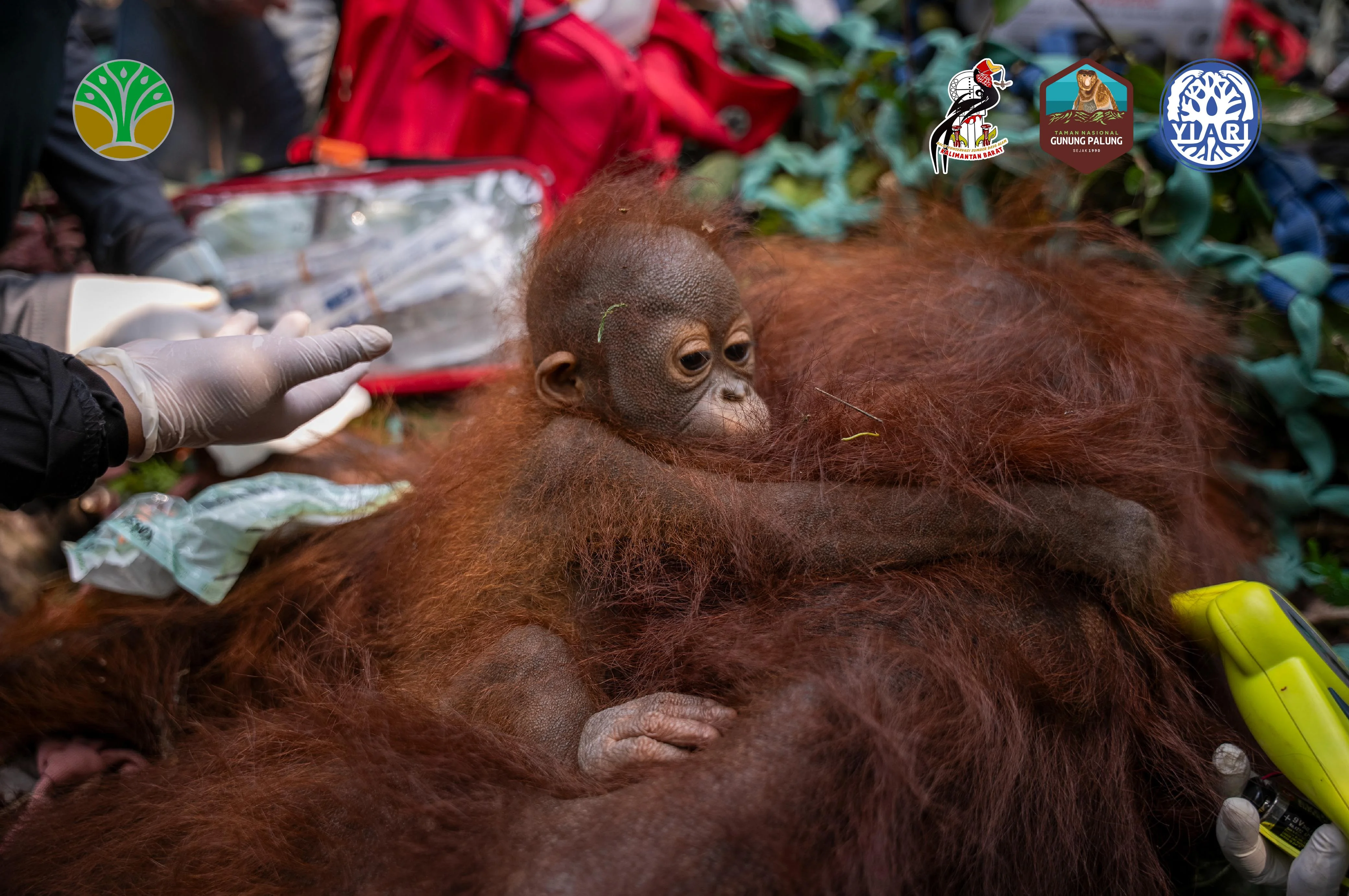 Anak orangutan memeluk induknya saat ditemukan terjebak dalam permukiman warga Foto YIARI - Rumah Terbakar Nyawa Terancam...