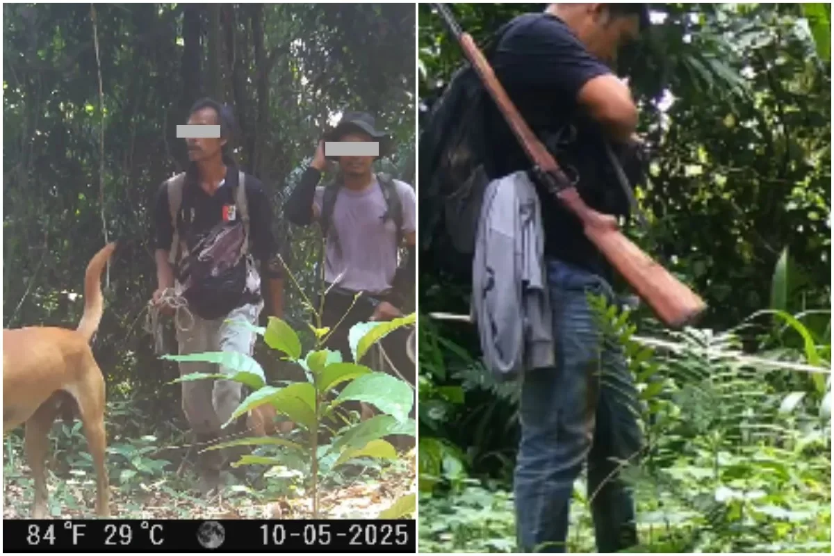 Pemburu tertangap kamera jebak di Hutan Sanggabuana Foto Sanggabuana Conservation Foundation - Saat Harimau Terpaksa Bers...