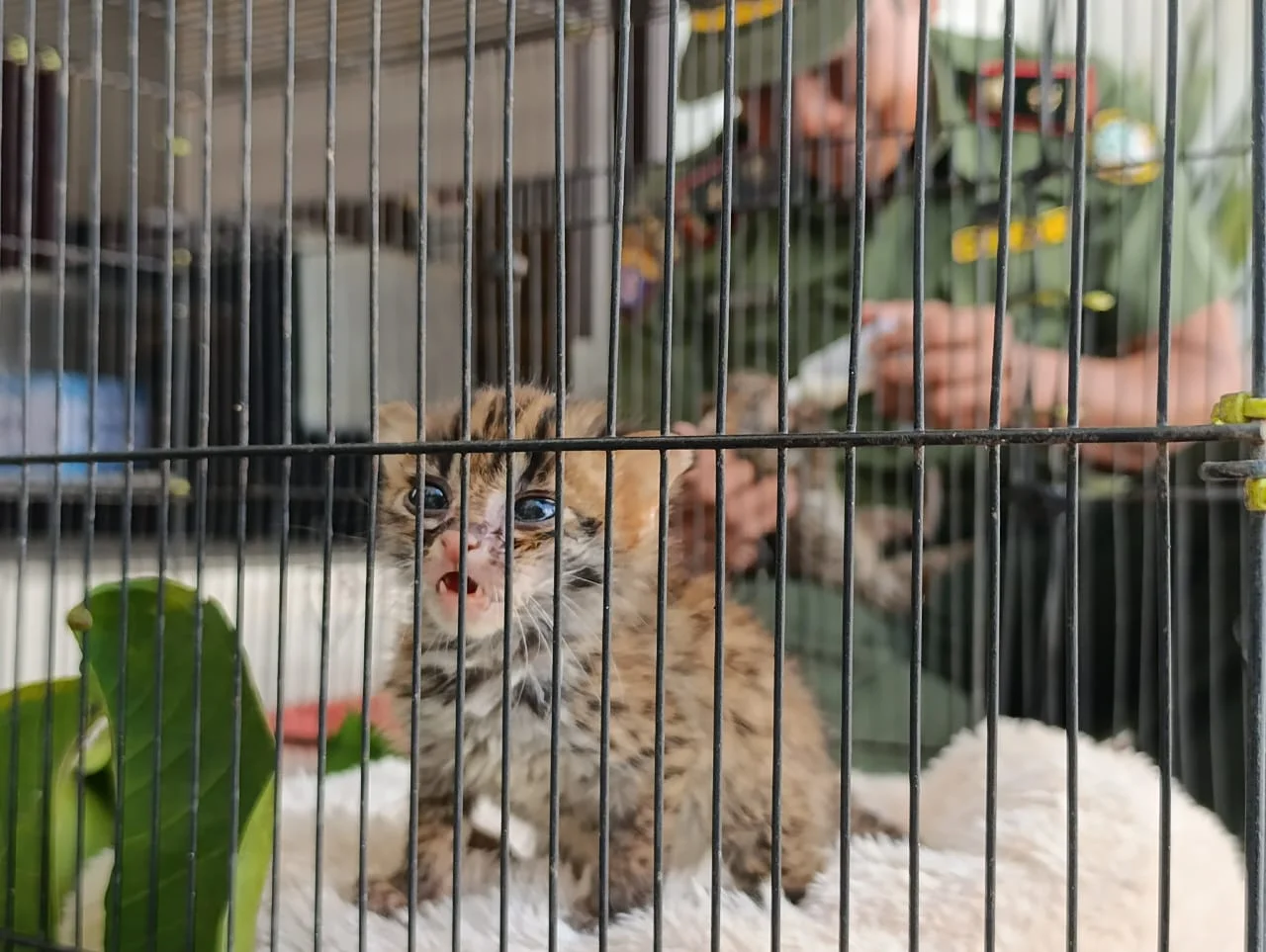 Sadar Konservasi, Yuanita tetap Serahkan 2 Kucing Hutan ke BKSDA meski Telanjur Sayang