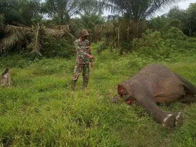 Sadis! Bangkai Gajah Ditemukan di Aceh, Kepalanya Hilang