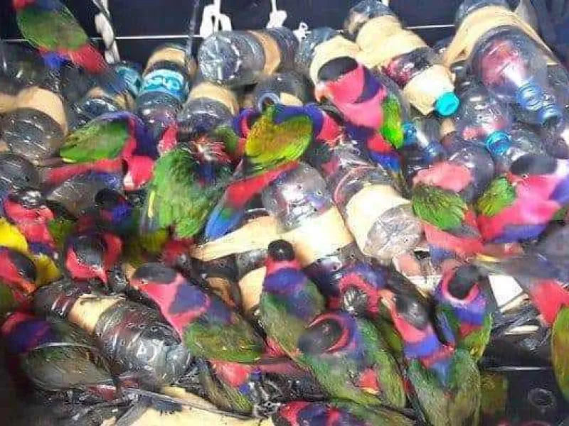 Sadis, Puluhan Burung Nuri Dimasukkan dalam Botol Saat Diselundupkan