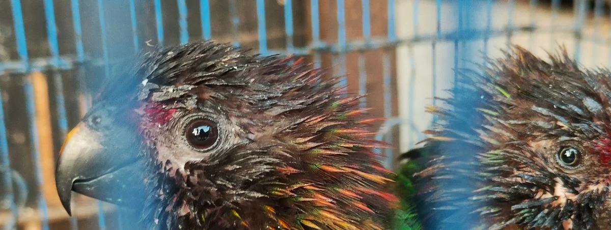 Sampai Filipina Burung Endemik Indonesia Diselundupkan