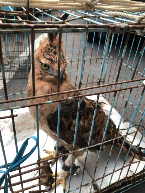 Sang Garuda Diperdagangkan di TikTok, Jual Beli Satwa Liar Masuk Ranah Digital