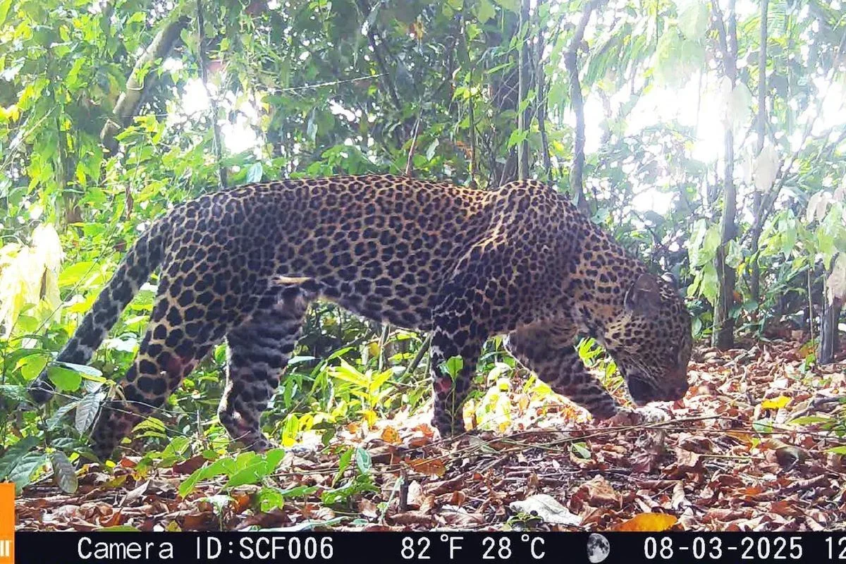 Sebanyak 19 Macan Tutul Jawa Terekam Kamera Jebak di Pegunungan Sanggabuana