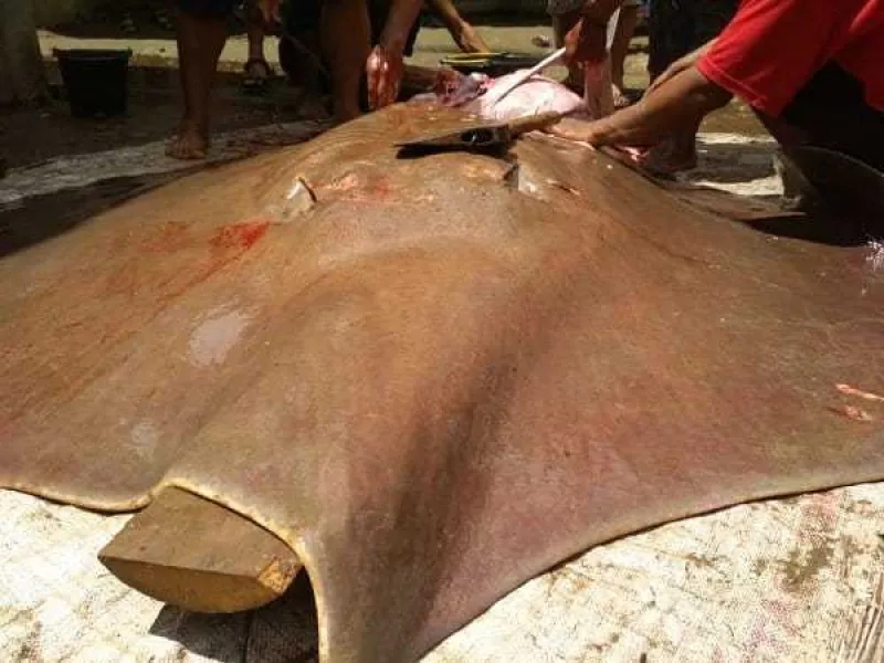Sedang Hamil, Ikan Pari Sungai Raksasa yang Langka Dicincang Warga