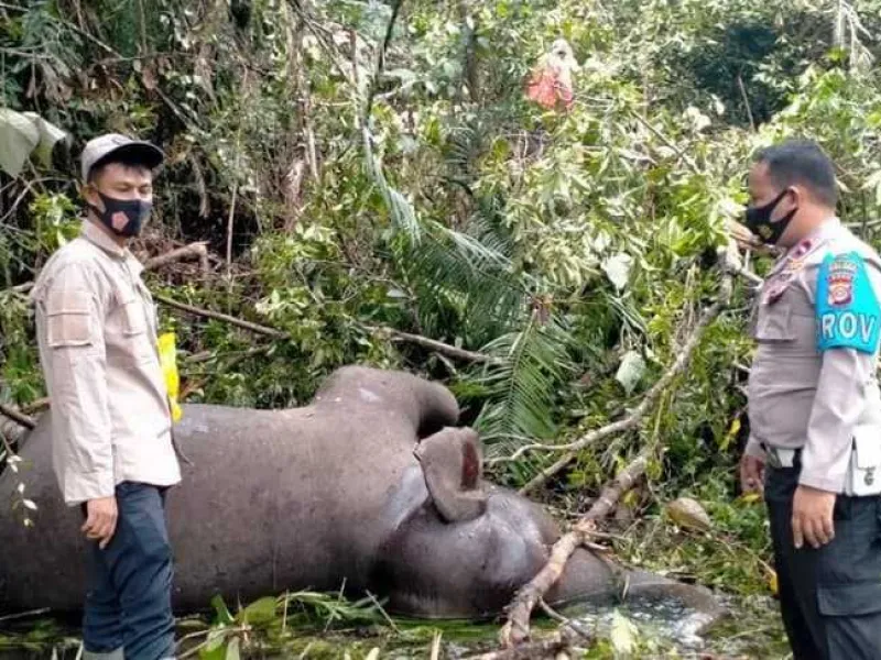 Seekor Gajah Liar Mati Mengenaskan di Aceh