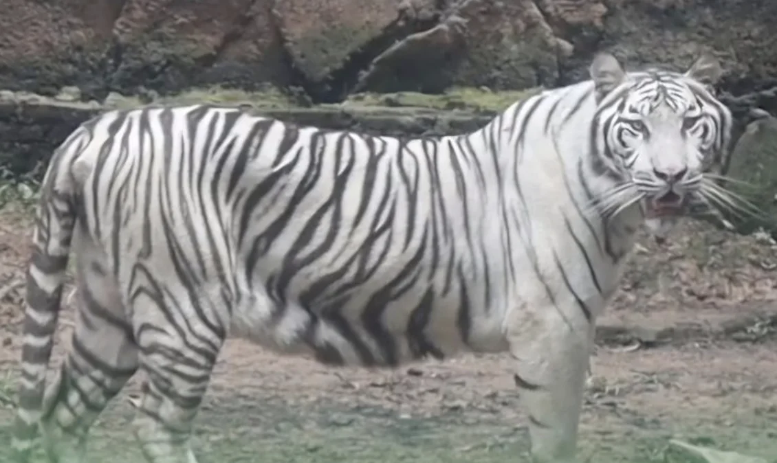 Harimau putih bernama Anggun salah satu satwa koleksi Semarang Zoo yang diklarifikasi telah mati sejak Maret lalu Foto Li...