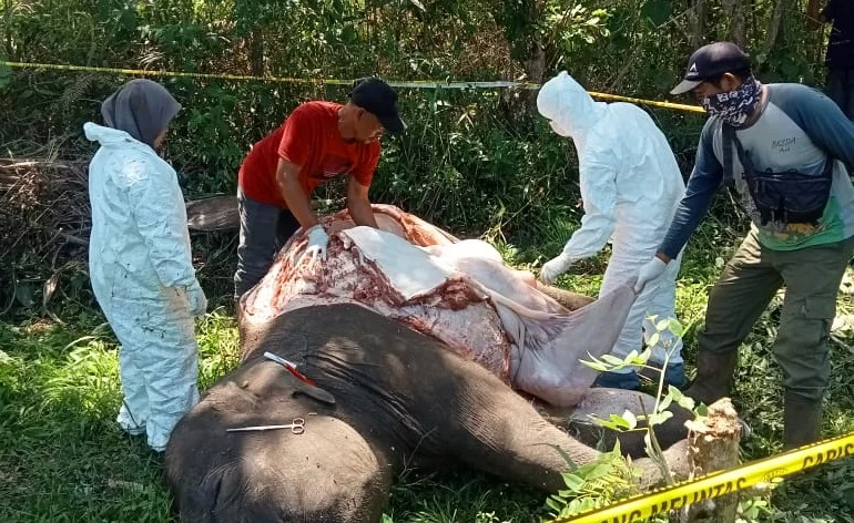 Tim dokter hewan BKSDA Aceh melakukan nekropsi terhadap bangkai gajah yang ditemukan mati di Karang Ampar Aceh Tengah Juni...