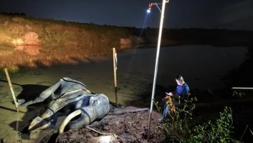 Gajah Indra saat dinyatakan mati oleh tim medis Balai TNWK Foto Dok TNWK - Selamat Jalan Indra Gajah Latih Andalan TN Way...