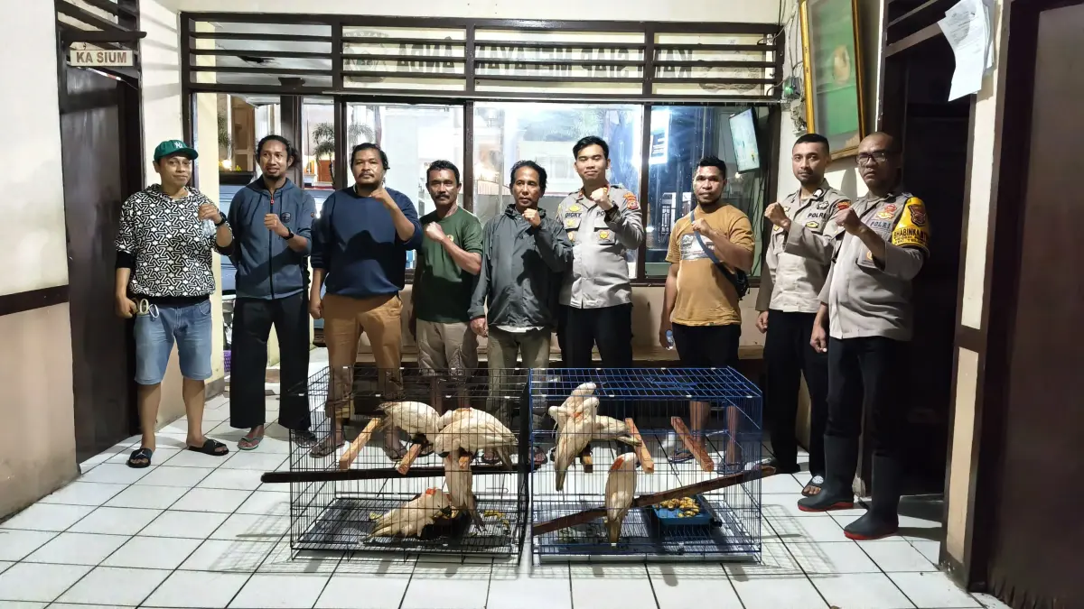 Sembilan Kakatua Disita di Ambon, Polisi Dalami Indikasi Perdagangan Satli