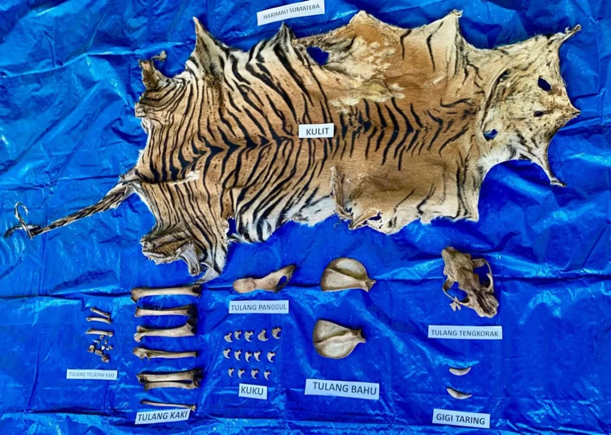 Sempat Buron, Pelaku Perdagangan Kulit Harimau di Nagan Raya Diringkus Polisi