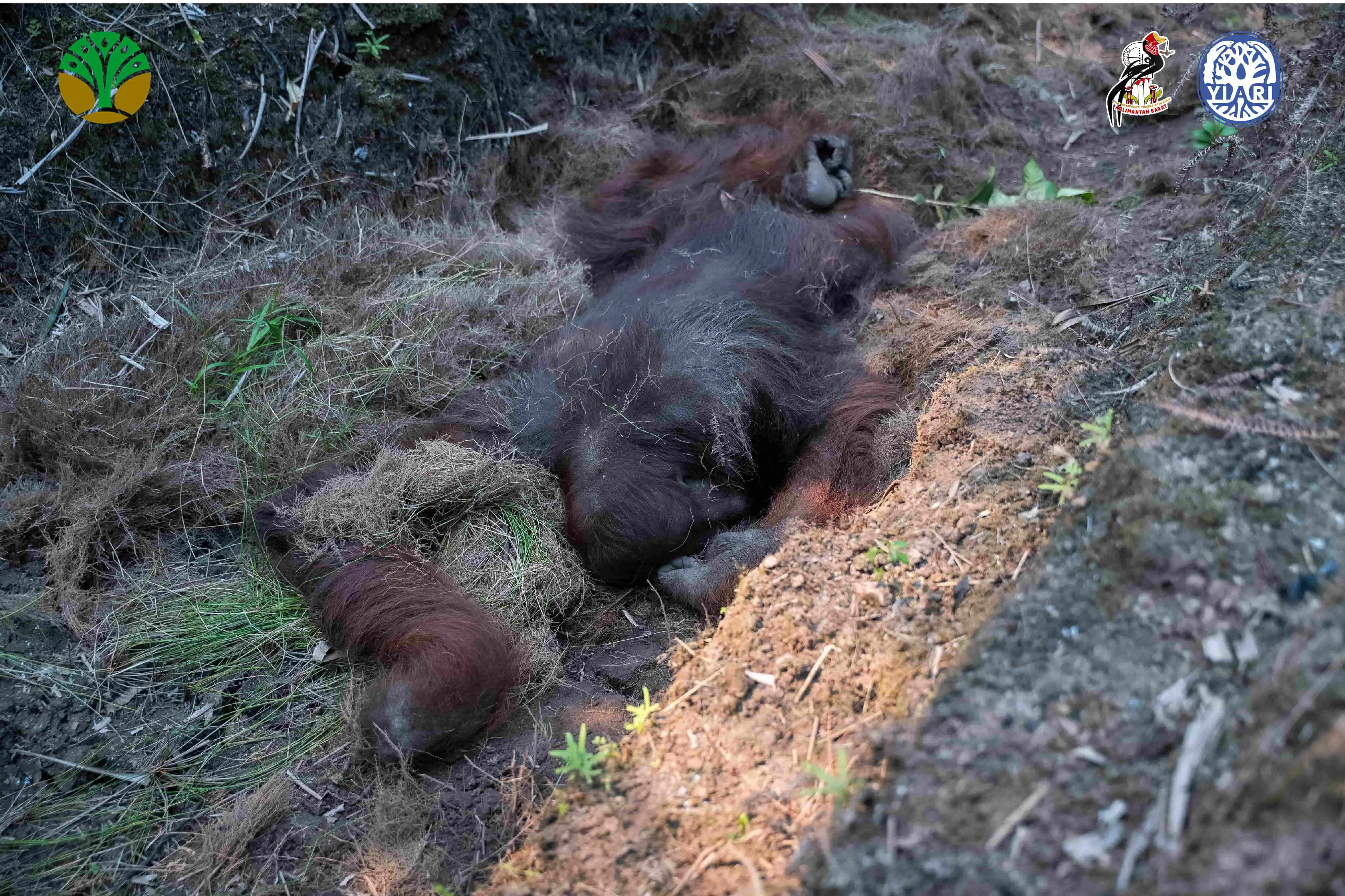 Sempat Dievakuasi dari Kawasan Karhutla, Orangutan Sempurna Akhirnya Tak Terselamatkan