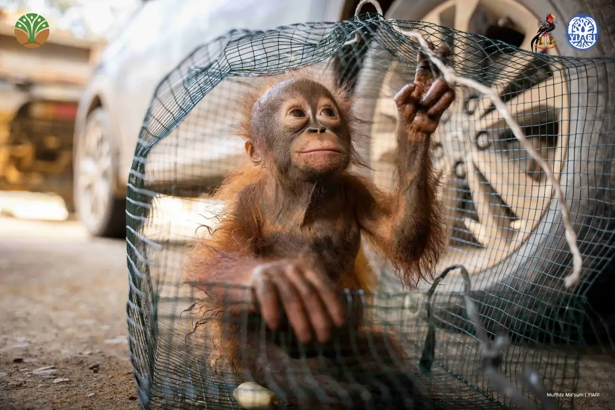 Sempat Dipelihara Warga, Bayi Orangutan Diselamatkan dari Lokasi Tambang Emas Ilegal