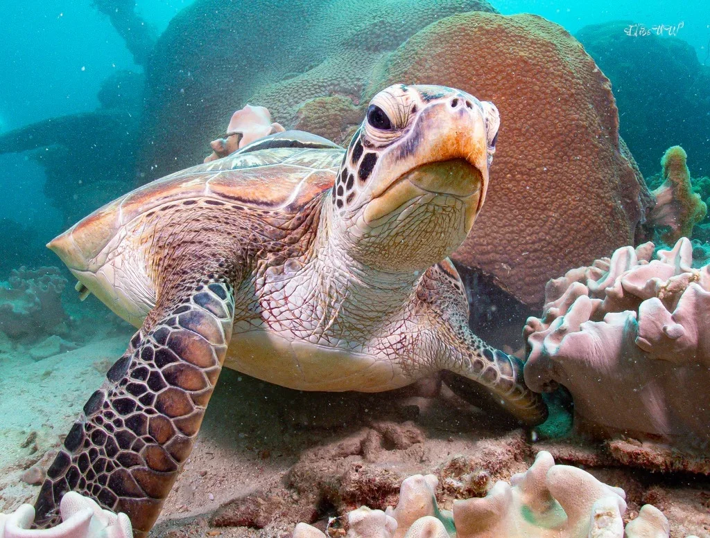 Penyu hijau (Chelonia mydas), jenis penyu herbivora pemakan lamun dan alga. | Foto: Coral Grand Divers