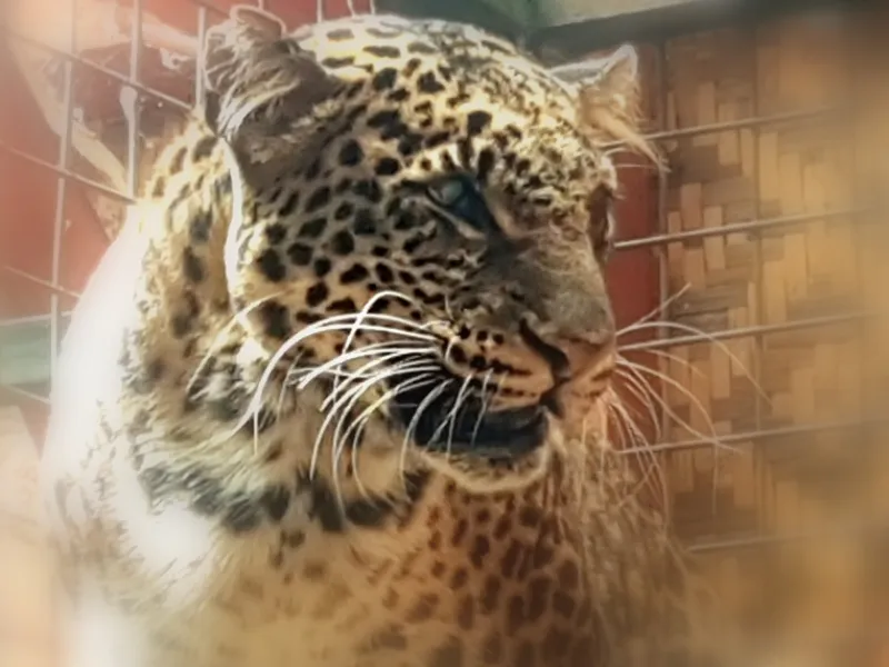 Seri Macan Tutul Jawa: Mengamati Macan Tutul dari Prau sampai Sanggabuana