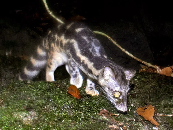 Seekor musang lingsang satwa karnovira yang sering dikaitkan dengan hal mistis oleh masyarakat Foto ecologyasiacom - Seri...