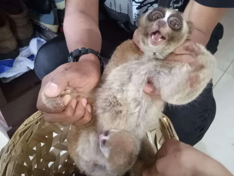 Sering Jerat dan Jual Satwa Dilindungi, Dua Warga Sumbar Dibekuk Petugas