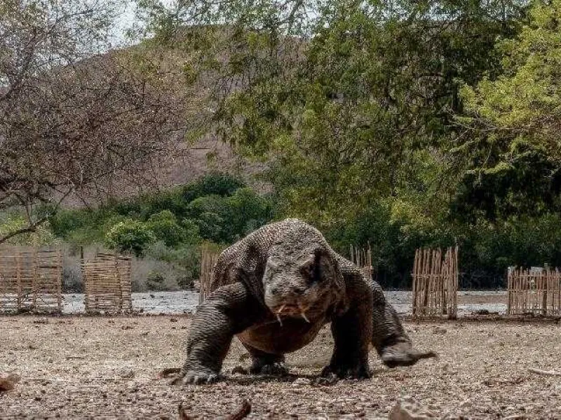 Sering Terjadi Konflik, BTN Komodo Berencana Bangun Pagar