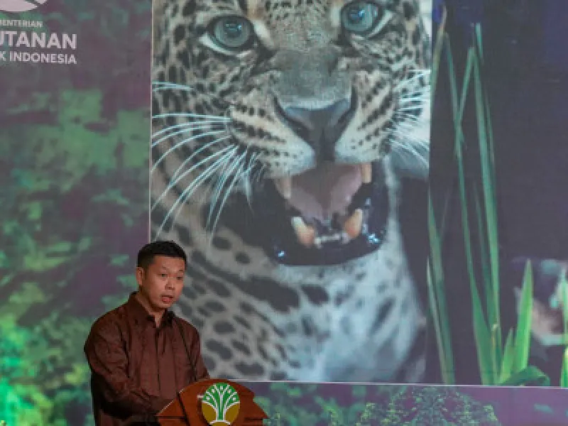 Setahun Berjalan, Hasil Survei Macan Tutul Jawa Diumumkan ke Publik