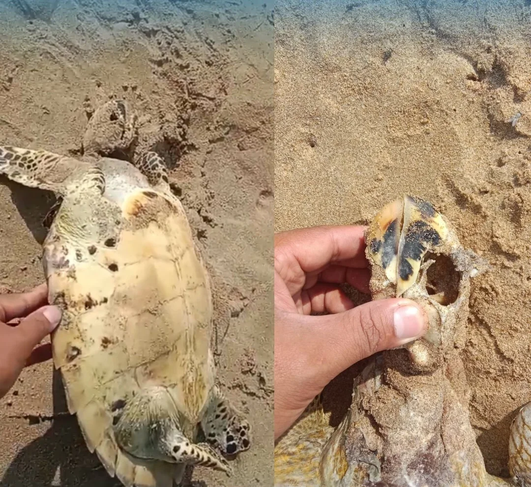 Seekor penyu mati yang ditemukan di pantai peneluran Konservasi Penyu Pangumbahan Foto Instagram Pangumbahan Turtle Park...