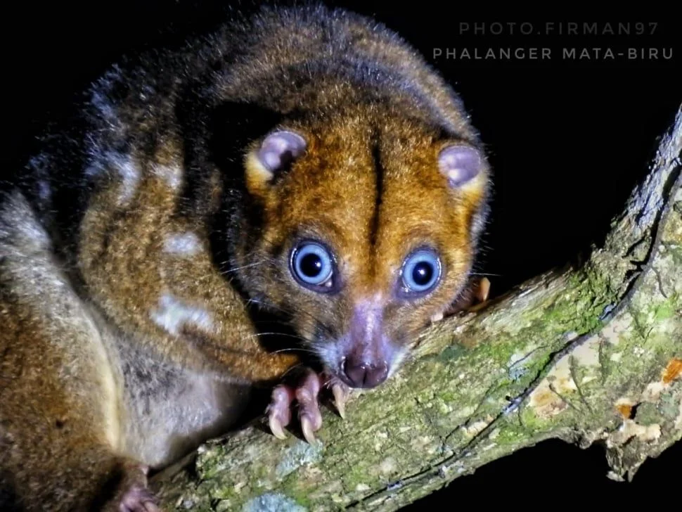 Kuskus mata biru satwa endemik Ternate Maluku Utara yang dikenal sebagai hewan nokturnal atau aktif pada malam hari Foto...