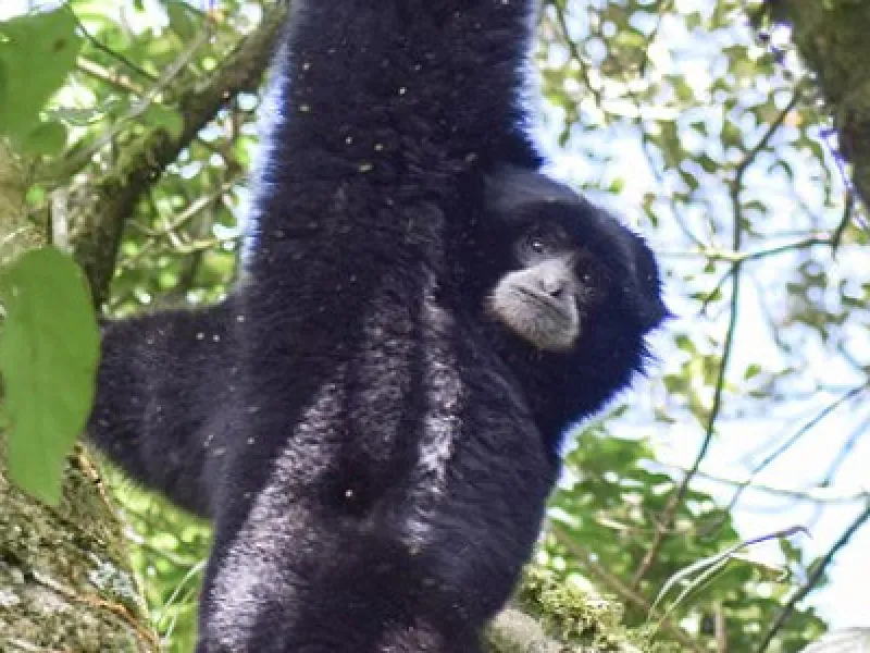 Siamang dan Bekantan Ditemukan di Rumah Warga di Tanjungbalai Sumut
