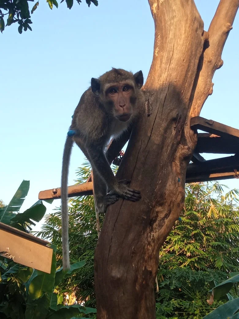 Seekor monyet yang terikat rantai pendek di pinggir sebuah jalan Foto Istimewa - Siklus Setan Eksploitasi Monyet Ekor Pan...