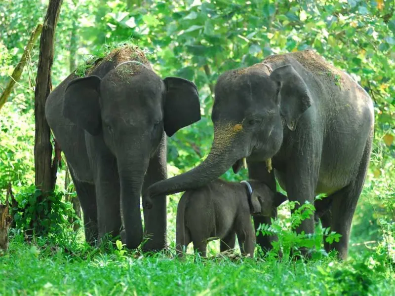 Singky: Bukan Hanya Gajah Sumatera, Orangutan juga Mati di KBS