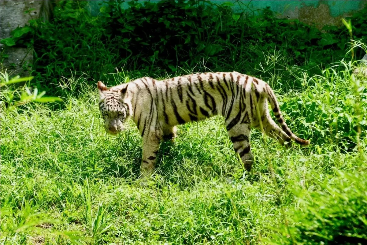 Sinka Zoo Kian Memprihatinkan, Kondisi Satwa Kurang Gizi dan Tak Terurus