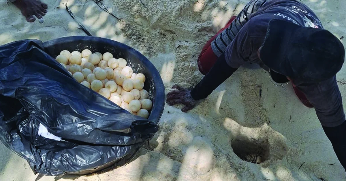 Ratusan telur penyu yang berhasil diamankan dari upaya perdagangan ilegal. | Foto: indoposco.id