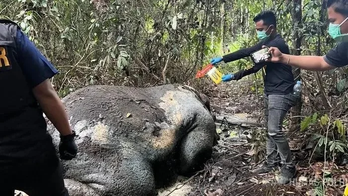 Soroti Kejanggalan Sidang Perburuan Gajah Pelalawan, Koalisi Desak Keseriusan Penegak Hukum