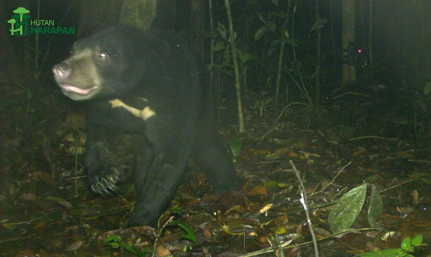 Suara Beruang Madu dari Hutan Harapan