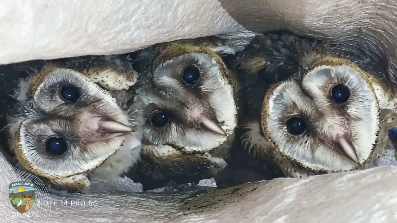 Suara dari Plafon, Ternyata Tiga Anakan Serak Jawa Tinggal di Sana