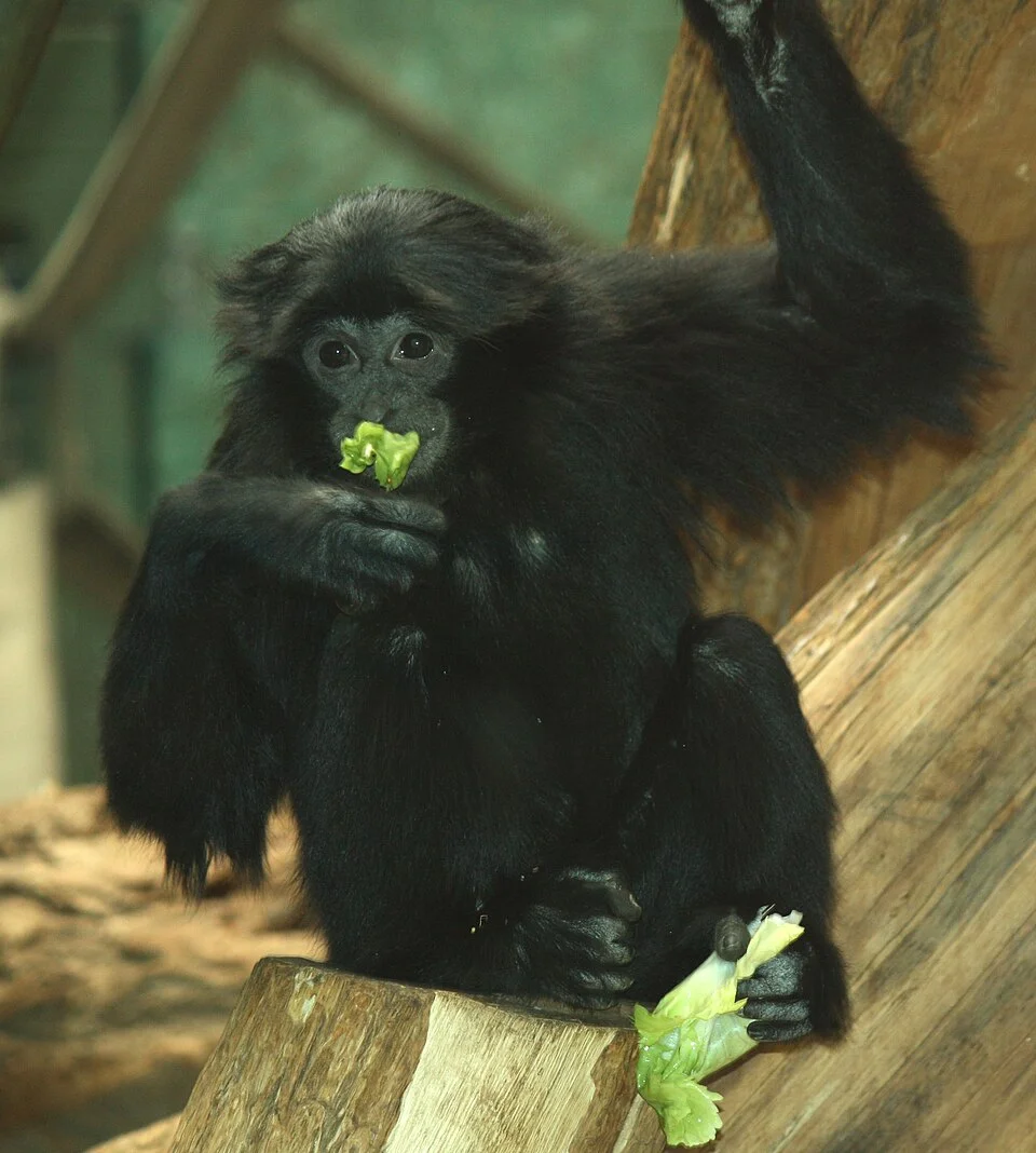Ilustrasi siamang Symphalangus syndactylus satwa yang terancam punah karena perdagangan ilegal Foto LtshearsWikipedia - S...
