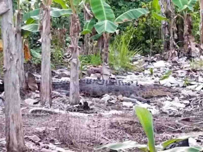 Sungai Pasang, Buaya Sepanjang 4 Meter Muncul di Kebun Warga di Kalteng