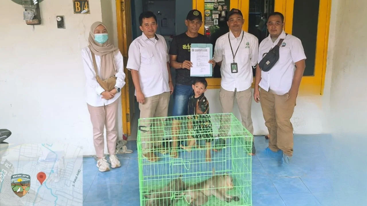 Penyerahan dua monyet ekor panjang Macaca fascicularis oleh warga permukiman Benowo Kecamatan Pakal Surabaya pada Selasa 2...