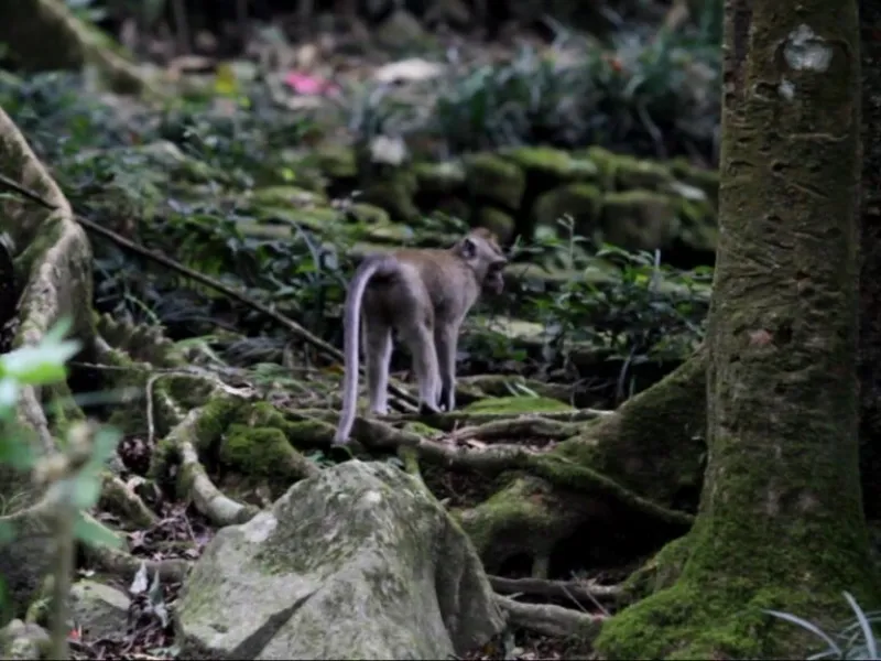 monyet ekor panjang Macaca fascicularis - Tangis Macaca di Yogyakarta Ditangkap Paksa dari Hutan untuk Ekspor Bagian 1
