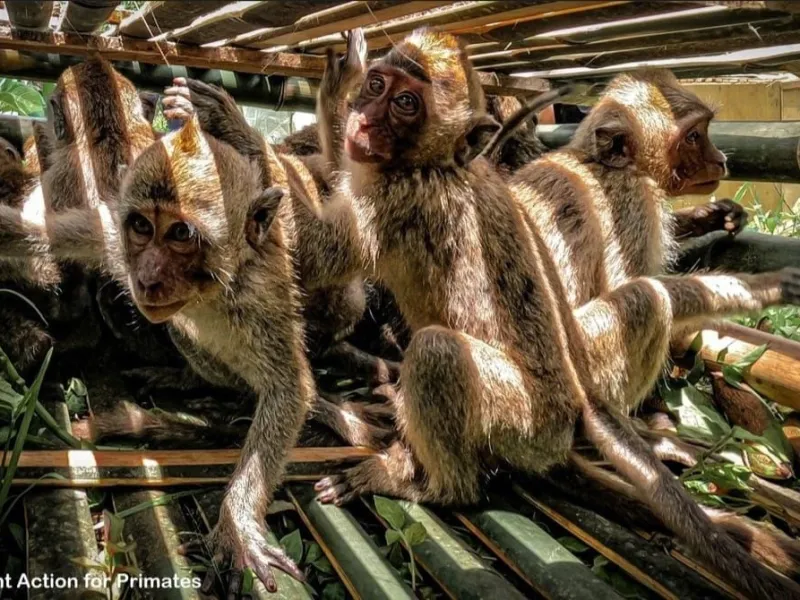 monyet ekor panjang Macaca fascicularis - Tangis Macaca di Yogyakarta Konflik dengan Petani Gunungkidul dan Perusahaan yan...