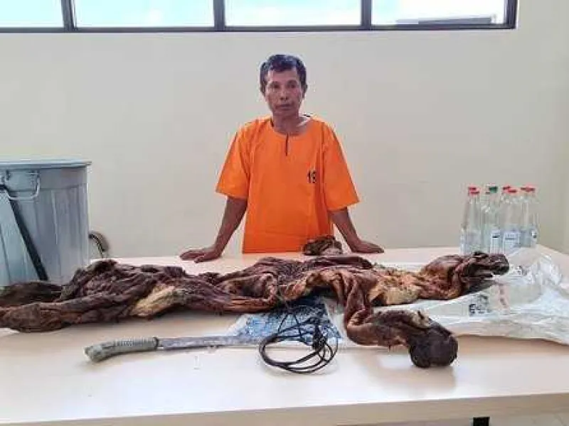 Tangkap Penjual Kulit Harimau, Tim Gabungan Juga Temukan 2 Janin Rusa