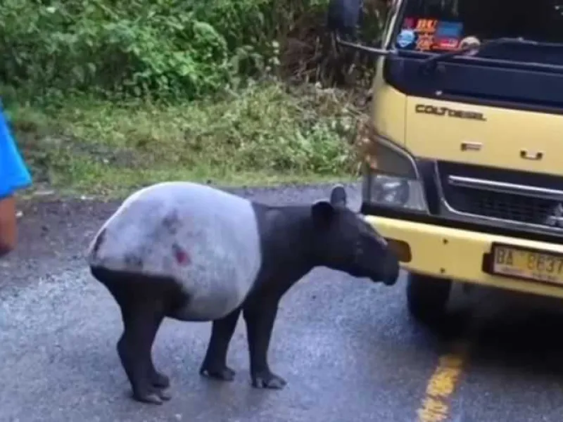 Tapir yang Dilepasliarkan di TNKS Muncul di Tepi Jalan Raya
