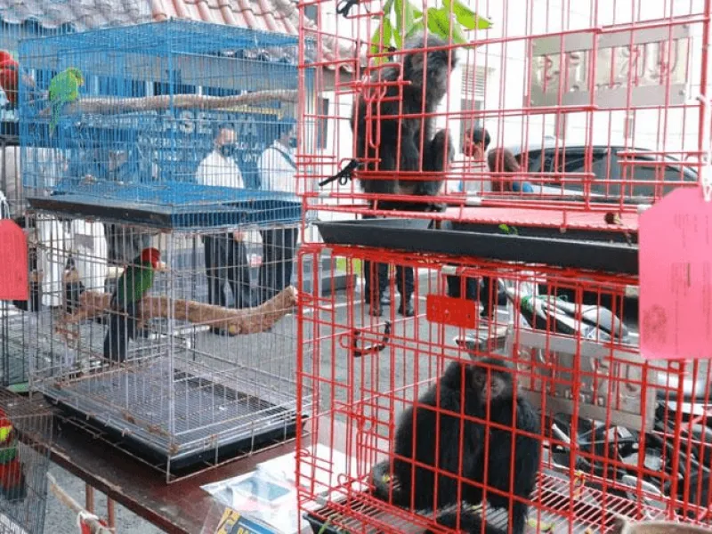 Tawarkan Satwa Dilindungi di Facebook, 2 Warga Yogyakarta Ditangkap