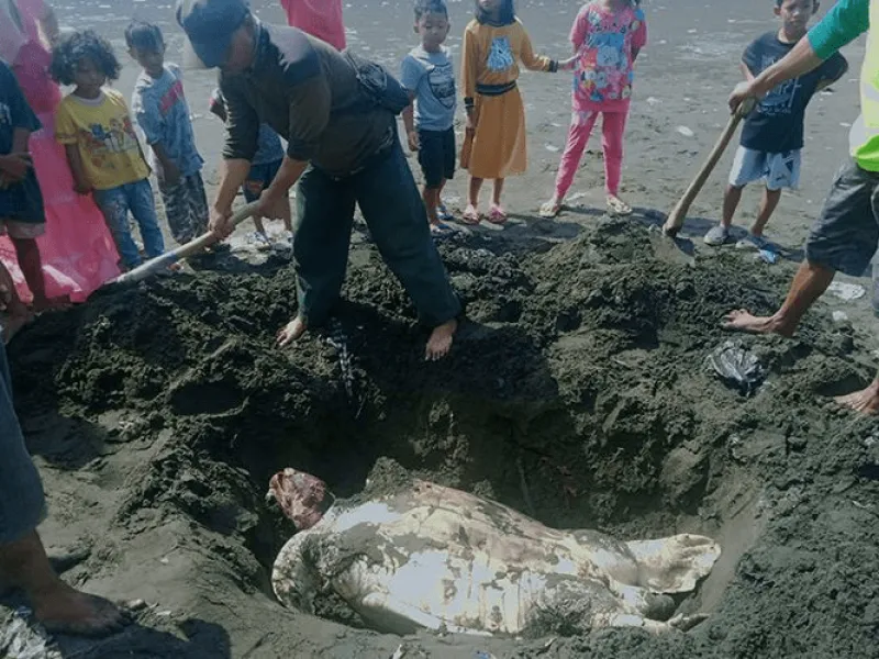 Temukan Bangkai Penyu Hijau, Nelayan Sempat Ingin Memanfaatkan Minyaknya